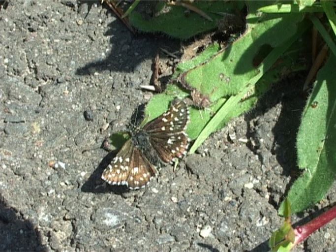 Kleiner Würfel-Dickkopffalter ( Pyrgus malvae ) : Nettersheim/Urfttal, Eifel, 18.06.2006